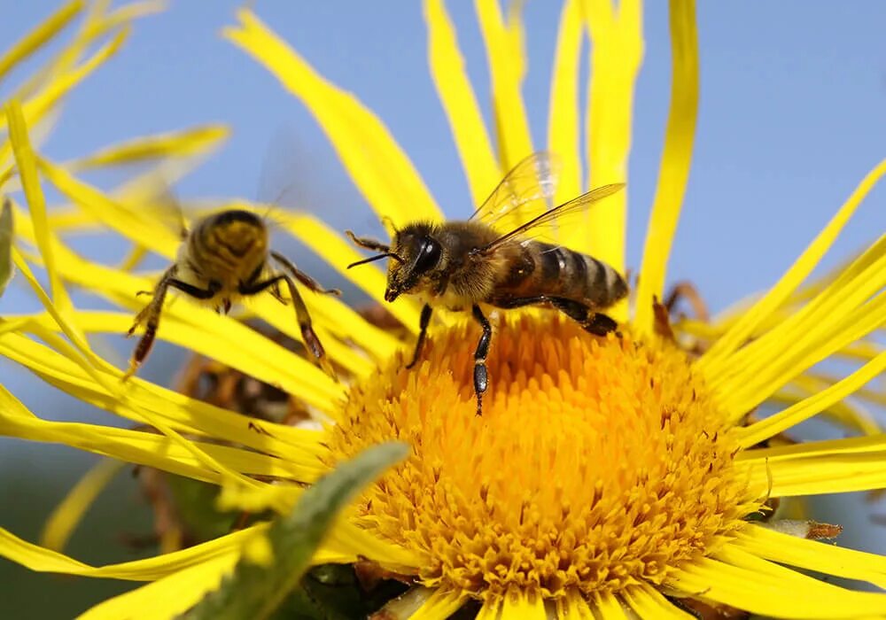 Пчела питается нектаром. Пчела. Пчела собирает нектар. Пчела с нектаром. Медоносная пчела.