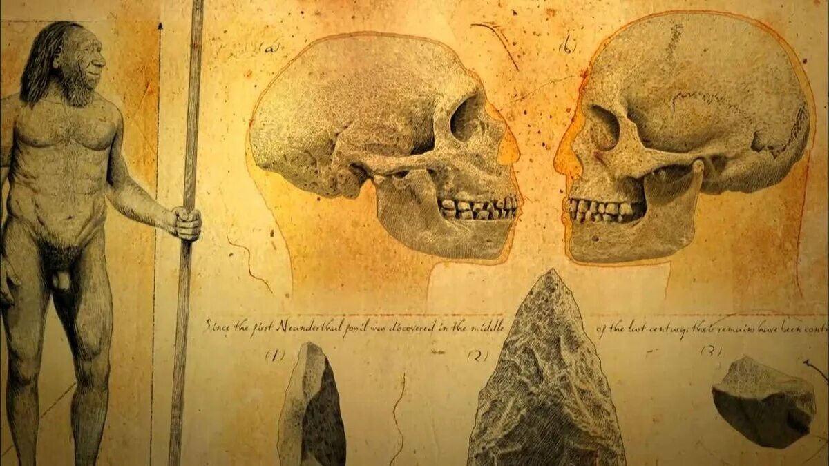 Череп древнего человека и современного. Скелет неандертальца и кроманьонца. Хомо сапиенс первый череп. Череп хомасепиенс. Долина Неандерталь останки неандертальцев.