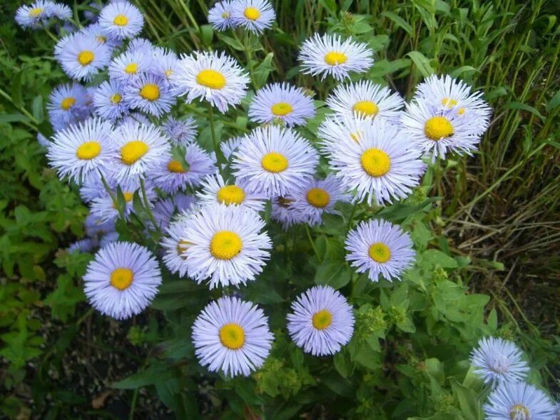 Нивяник желтый. Ползучая ромашка ромашка многолетняя. Нивяник мелколепестник. Гелиптерум гумбольдта. Нивяник реал галакси.