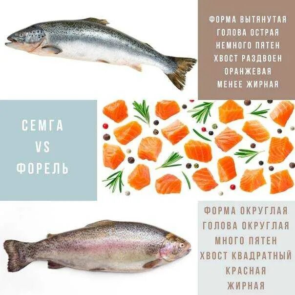 Чем отличается форель. Семга лосось форель разница. сёмга и форель отличия. различие семги и форели. лосось и форель разница.