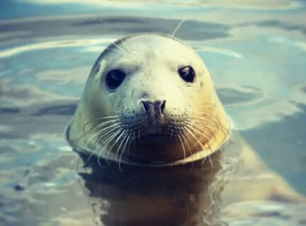 Увидеть морского котика