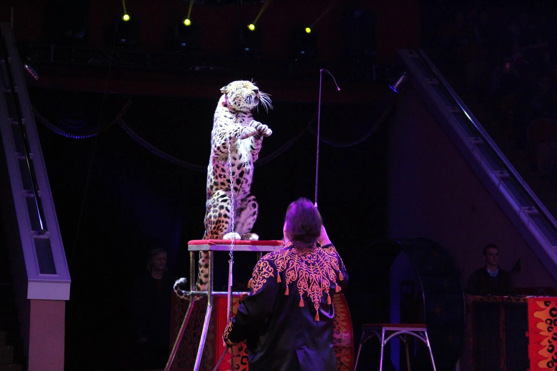 омский цирк афиша. афиша цирка. афиша цирка. жираф на острове пиратов цирк. омский цирк программа.