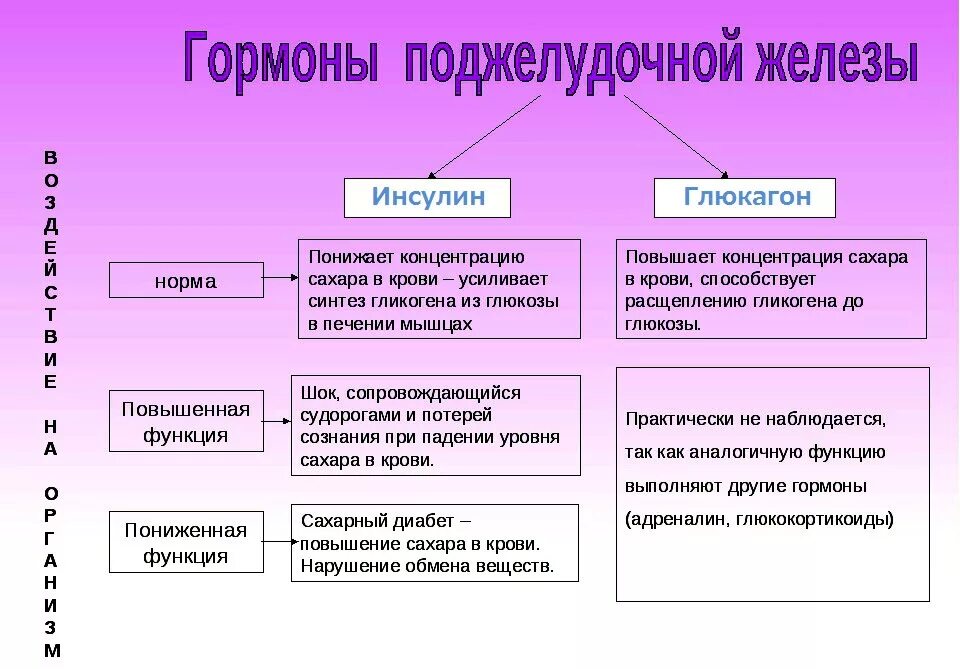 Инсулин усиливает. Гормоны поджелудочной железы и их роль в организме. Перечислите гормоны поджелудочной железы. Поджелудочная железа гормоны и функции. Назовите гормоны поджелудочной железы и их функции.