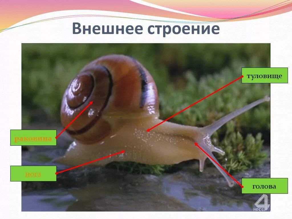 брюхоногие моллюски раковина катушки роговой. строение катушки моллюска внешнее. строение раковины роговой катушки. внешнее строение раковины роговой катушки. внешнее строение катушки.