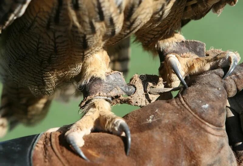 Sharp claws