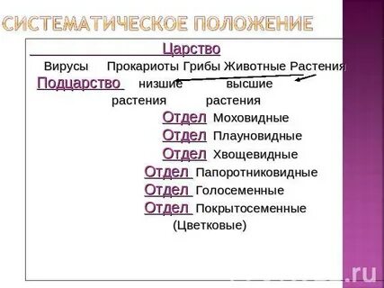 Положение в царстве