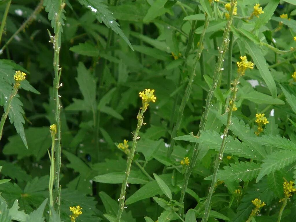 Лекарственный сорняк. Сорняк гулявник струйчатый. Гулявник. Sisymbrium officinale. Гулявник Лезеля.