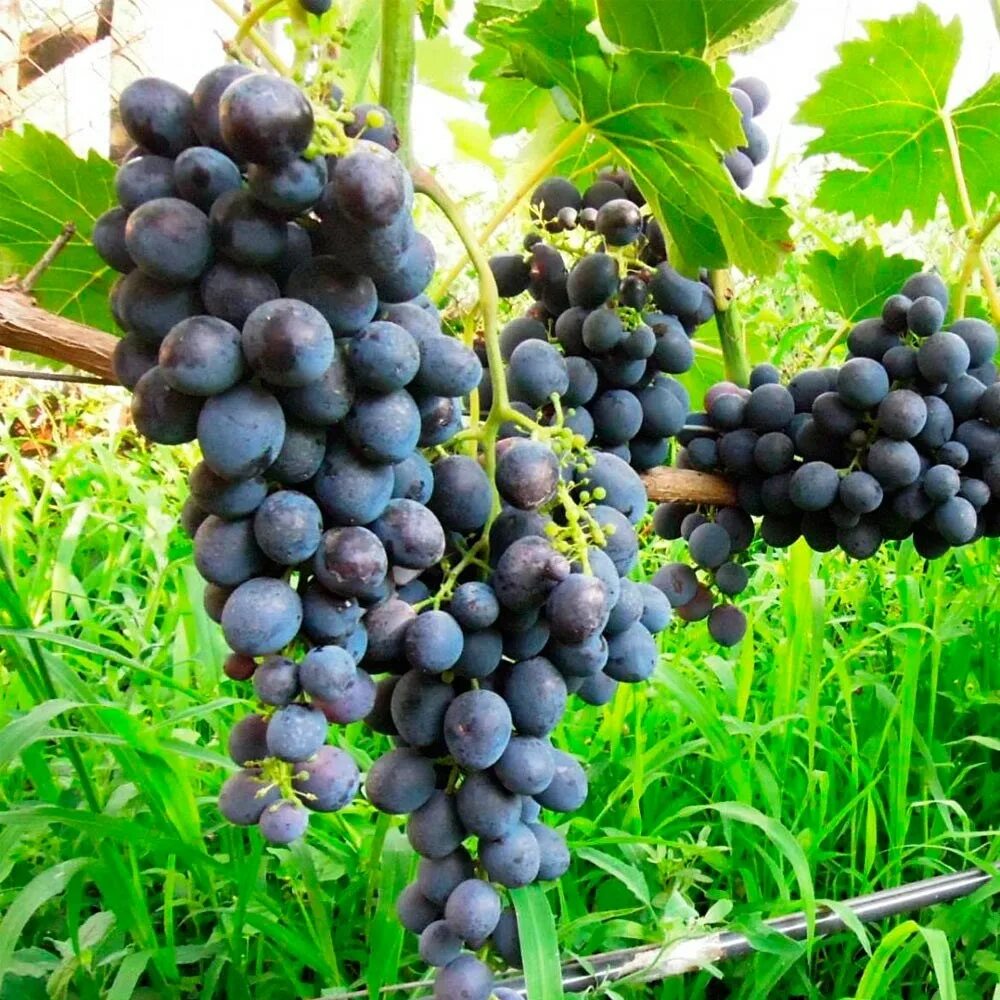 Фото винограда сфинкс. Фото винограда сфинкс. Фото винограда сфинкс. Виноград страшенский описание сорта. Ранний виноград сорт "сфинкс".