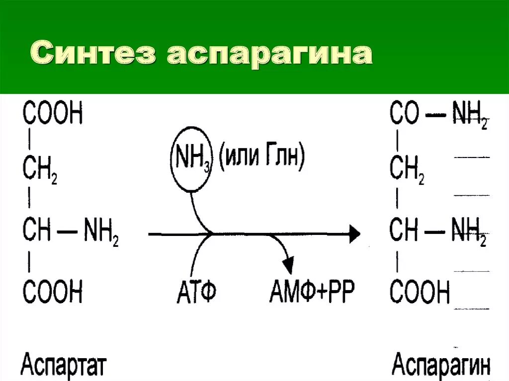 Синтез аспарагина из аспарагиновой кислоты. Аспарагин кислота формула. Реакция образования аспарагина. Синтез глутамина и аспарагина.