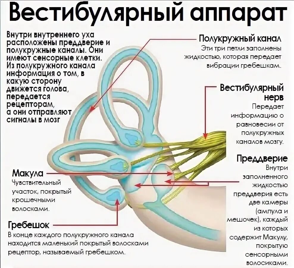 Вестибулярный аппарат внутреннего уха строение. Внутреннее ухо вестибулярный аппарат. Структуры уха и вестибулярного аппарата. Полукружные каналы внутреннего уха анатомия.