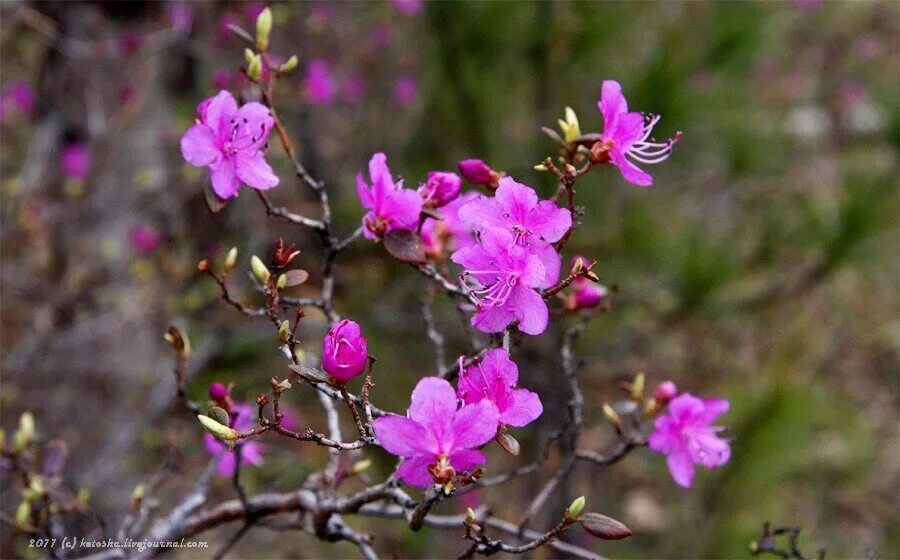 Багульник компакта. Багульник науки 17. Багульник зубчатый. Багульник дальневосточный. Багульник болотный.