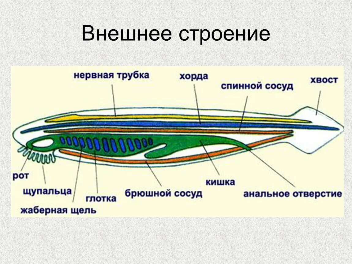 Спинно брюшном направлении. Пищеварительная система ланцетника схема. Внешнее и внутреннее строение ланцетника. Пищеварительная стсстемаланцетника. Внешнее строение ланцетника 7 класс биология.