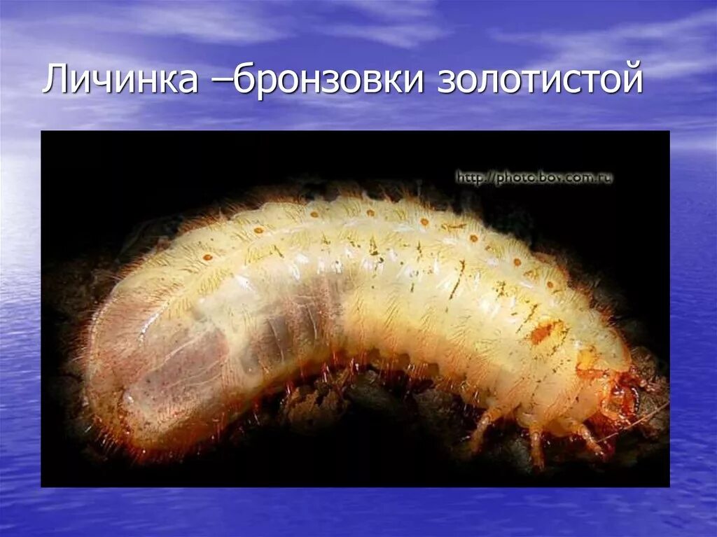 Бронзовка жук личинка. Бронзовка жук личинка. Личинка майского жука и бронзовки. Золотистая бронзовка бронзовки. Бронзовка золотистая личинка.