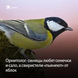 День синички 12 ноября