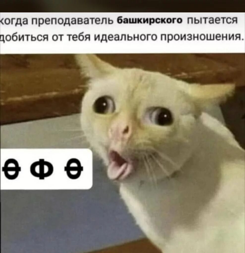 Пытается выговорить. Кот фу мем. фу люди мем с котом. фу море кот мем. кот не может выговорить мем.