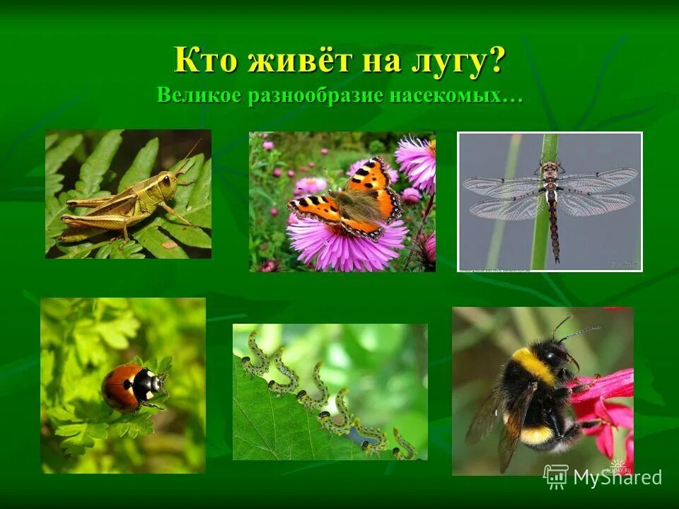 полезные насекомые. животный мир луга. растения и насекомые луга. насекомые крыма. насекомые опылители растений презентация.