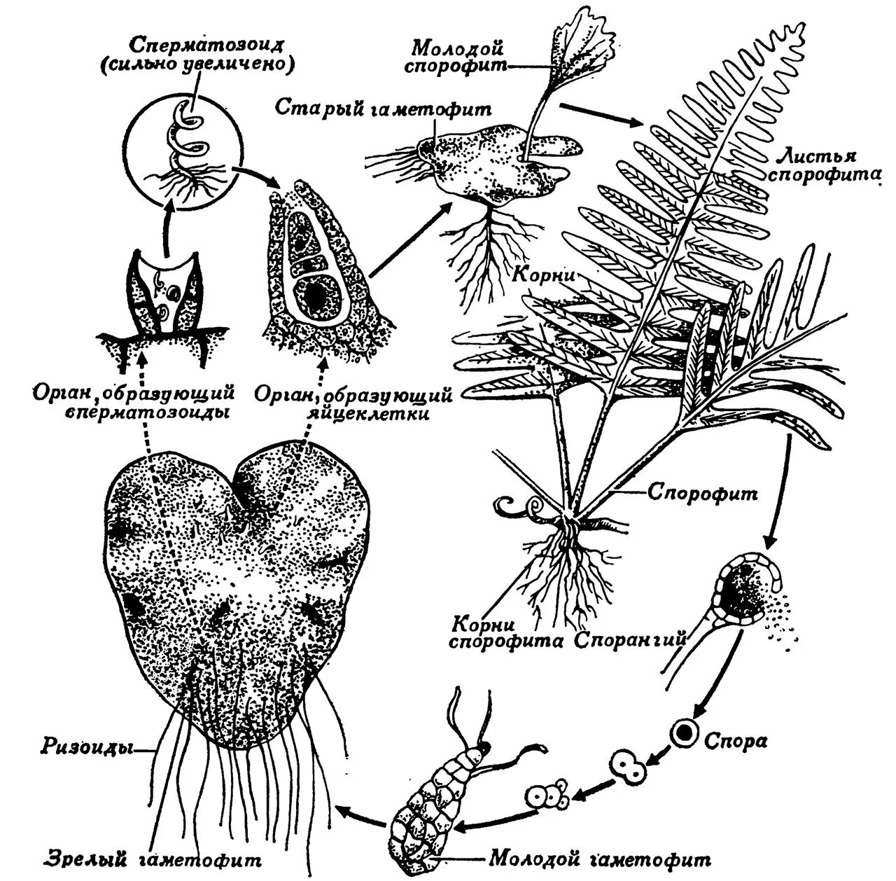 Цикл развития спорового растения схема. Цикл развития папоротника спорофит и гаметофит. Циклы размножения растений папоротников. Размножение папоротников цикл развития. Цикл растения папоротника.