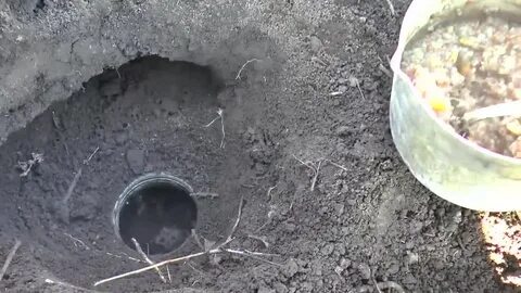 Как самому поймать крота
