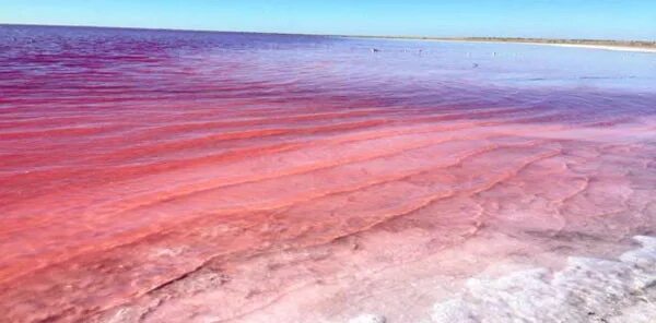 Розовое озеро алтайский край бурсоль. Соленое озеро бурсоль. Озеро бурсоль яровое. Малиновое озеро бурсоль алтайский. Озеро бурсоль алтайский зимой.