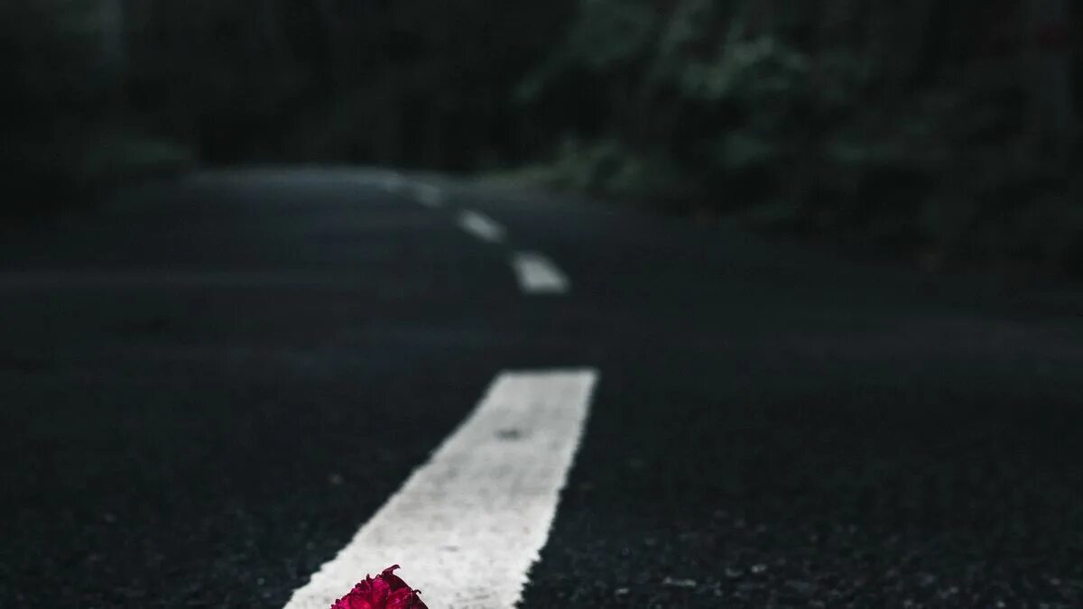 Road rose. Road rose. Road rose. Цветок на дороге. Вдоль дороги цветы растут.