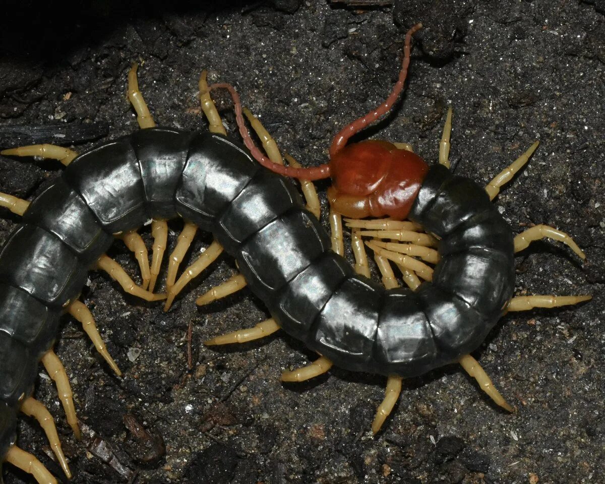 Крымская кольчатая сколопендра. Жук сколопендра. Сколопендра калифорния. Сколопендра крымская ядовитая. Scolopendra viridicornis.