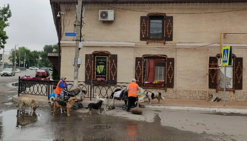 Бабушка кормит голубей. Голубь с хлебом. И старушки крошат хлебный мякиш сизым голубям. И старушки крошат хлебный мякиш сизым голубям. И старушки крошат хлебный мякиш сизым голубям.