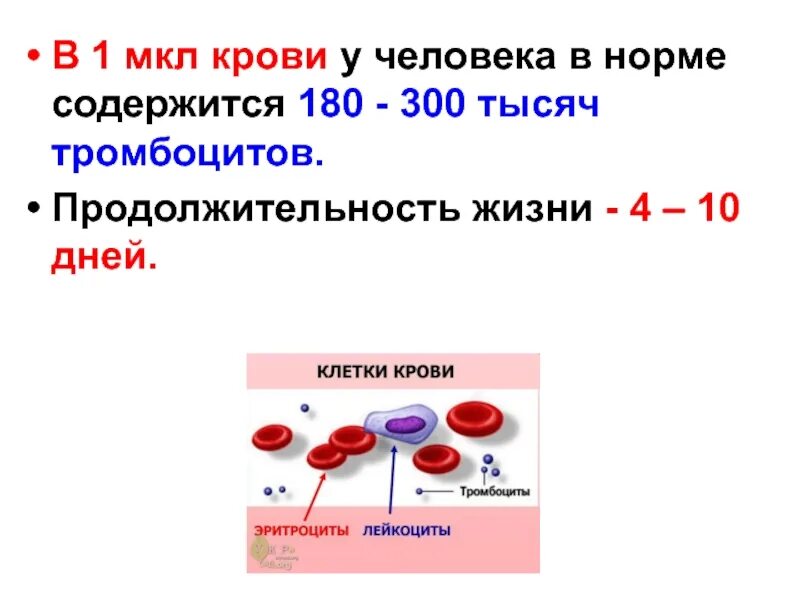 Эритроциты живут дней