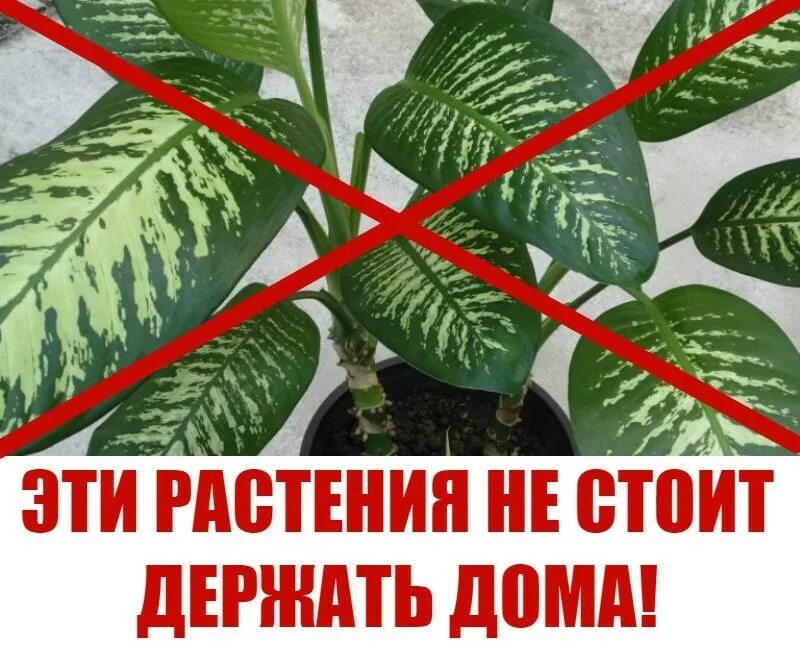 Аглаонема commutatum. Диффенбахия олеандр кротон молочай. Опасные для животных домашние растения. Ядовитые цветы комнатные. 10 ядовитых комнатных растений.
