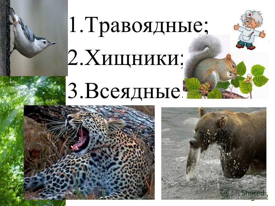 растительноядные хищники всеядные. хищные и травоядные животные для детей. травоядные хищники всеядные. травоядные хищники всеядные. травоядные плотоядные и всеядные животные.