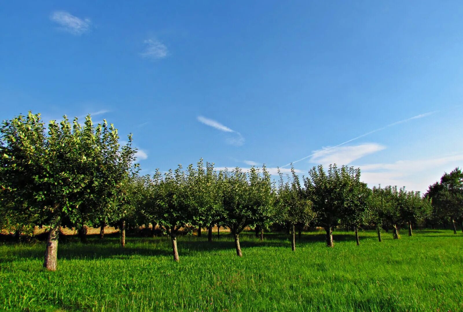 коды поле фруктов. фрукты до еды или после лучше кушать. раздельное питание совместимость продуктов между собой. коды поле фруктов. таблица с высоким гликемическим индексом продуктов питания.