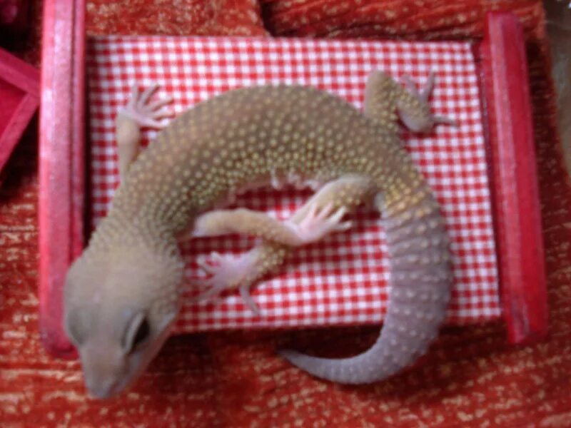 Зимовка эублефаров. Эублефар зимовка. Зимовка эублефаров. Зимовка эублефаров. Спячка у эублефаров.