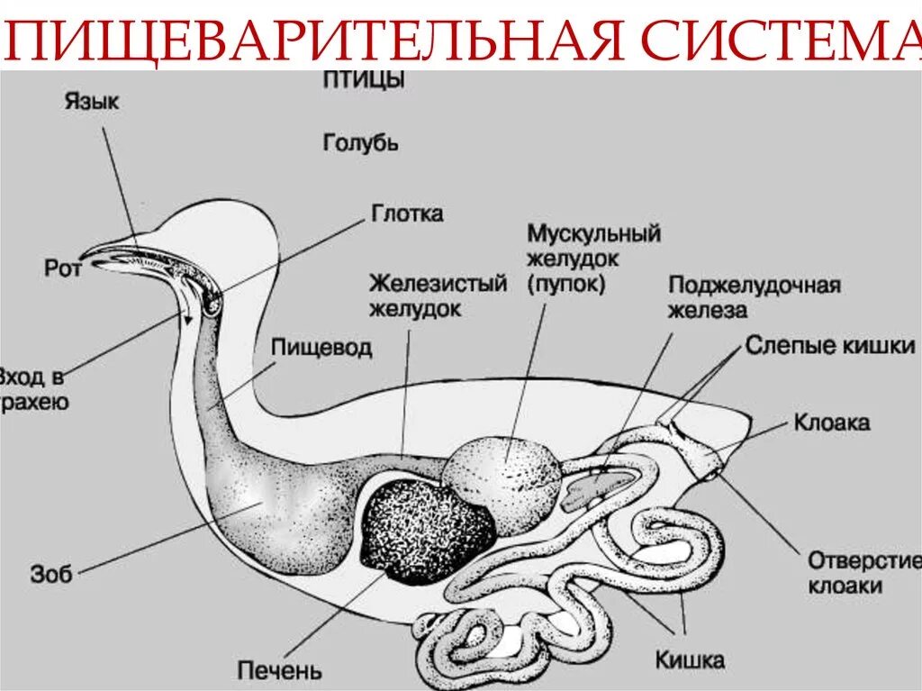 Строение пищеварительной системы голубя. Схема пищеварительной системы голубя. Пищеварительная система птицы голубь. Схема строения органов пищеварения птицы. Слепой пищевод