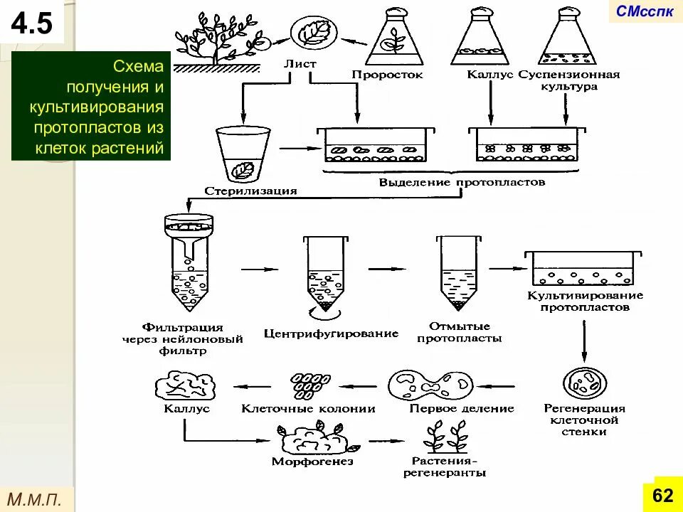 Схема получения и культивирования протопластов из клеток растений. Схема получения культуры ткани растительных клеток. Микроклональное размножение растений схема. Методы культивирования изолированных тканей и клеток растений.
