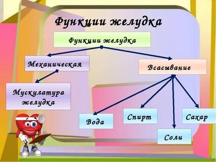 5 функций желудка