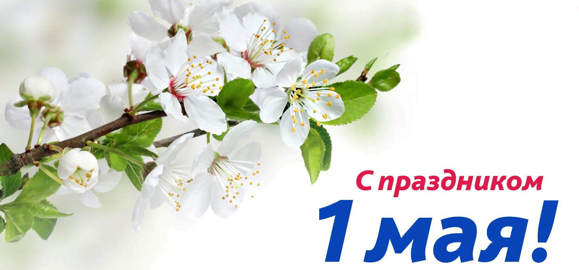 Май 1 праздник весны и труда. Поздравление с 1 мая. Весенние праздники май. Поздравление с 1 мая. Весенние праздники май.