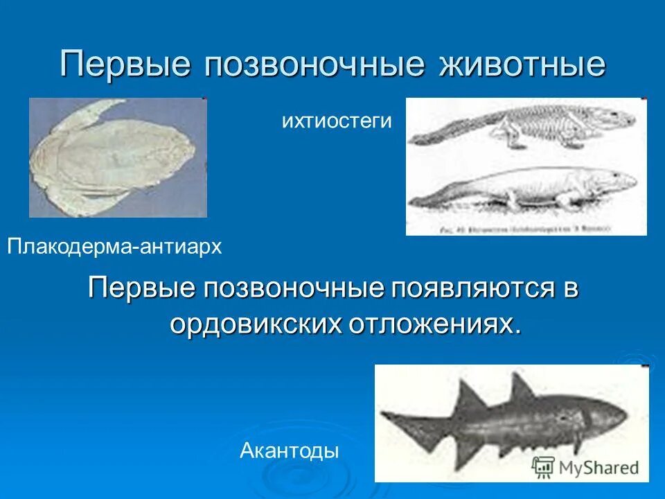 Когда появились первые позвоночные животные