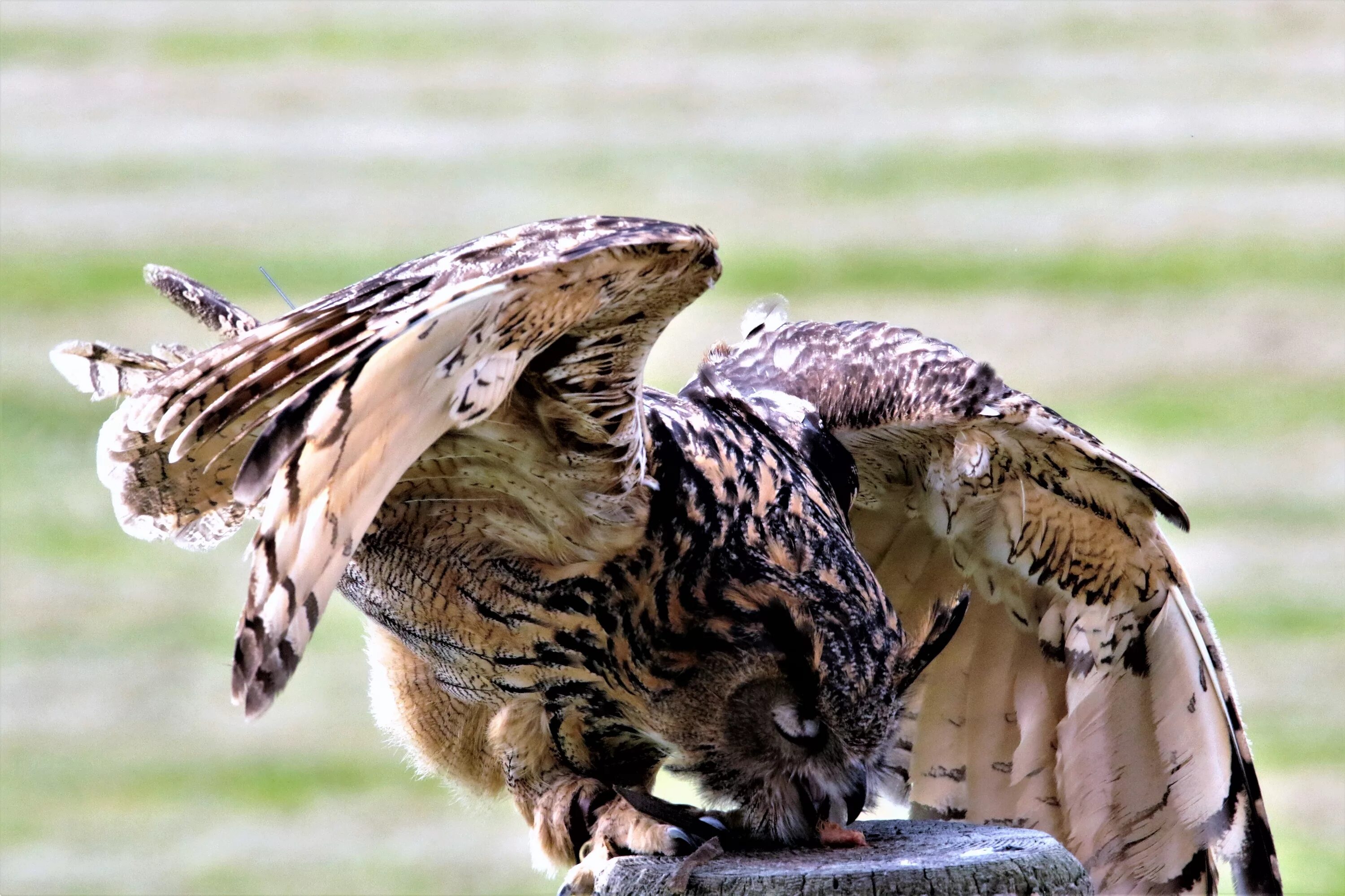 Филин Bubo Bubo с добычей. Евразийский Филин. Сова хищник. Сова охотится. Сова ловит мышь