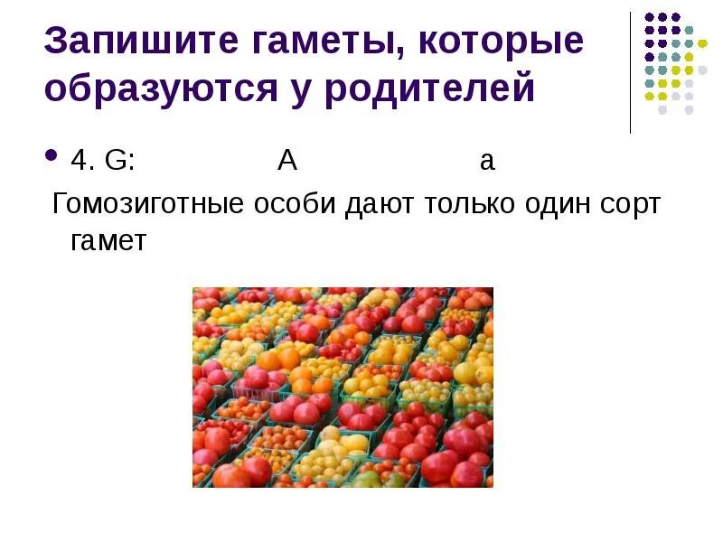 Сколько типов гамет образует гомозиготная