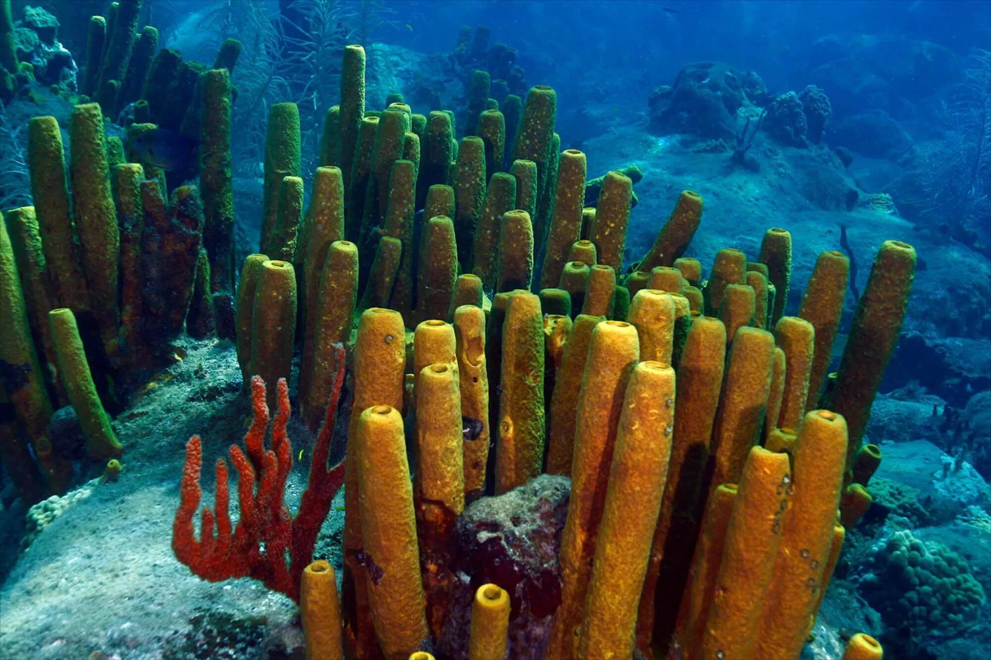 Губки Porifera Spongia. Морская губка (Porifera Tetillidae Sponge).. Тип губки Porifera. Трубчатые кораллы. Самыми глубоководными водорослями являются