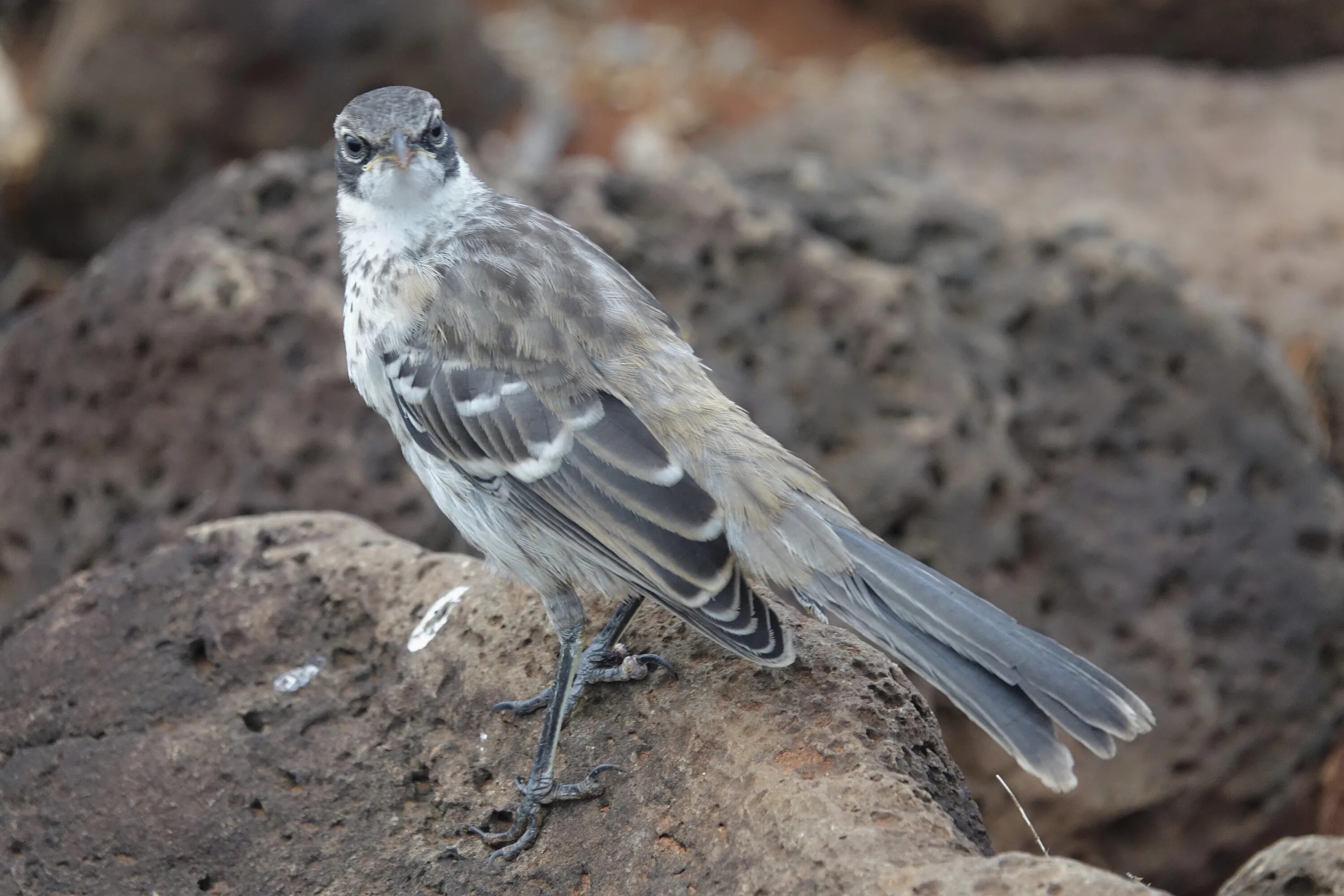 Северный пересмешник. Пересмешник 2022. Пересмешник 2022. Хохлатый пересмешник. Птица вампир.