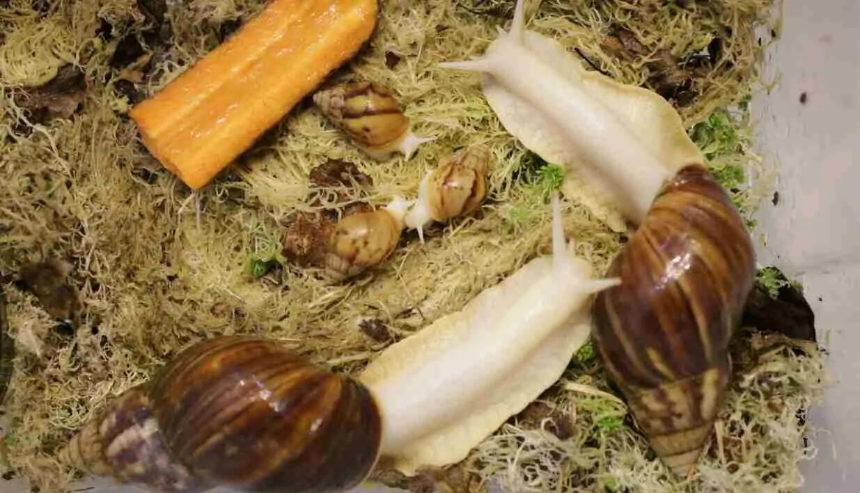 Ахатина абрикос. Содержание ахатинских улиток. Ахатины улитки содержание в домашних условиях. Улитка арахнида. Улитки ахатины в домашних условиях.