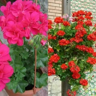 Герань ампельная уход