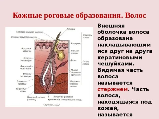 Волосы и ногти кожные роговые образования. Роговые образования кожи человека. Ногти и волосы это роговые образования кожи. Волосы, ногти и зубы – кожные роговые образования..