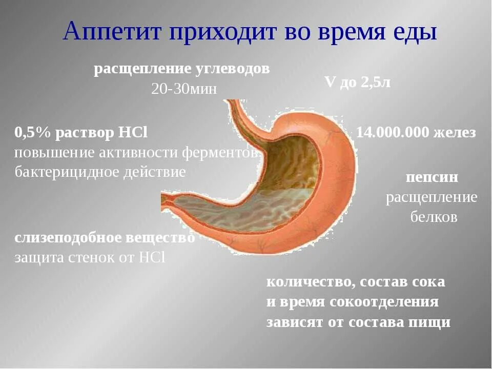 1 в желудке начинается расщепление. Расщепление еды. белки расщепляются в желудке. под действием пепсина расщепляются. расщепление и переваривание пищи происходит в.