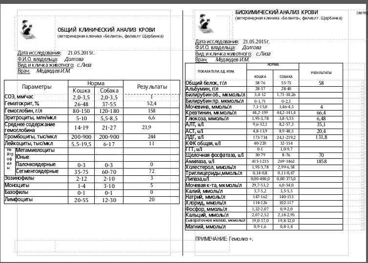 Поликлиника 1 анализы крови. Гемолиз анализ крови показатели. Гемолизи биохимия крови. Биохимический анализ крови при гемолизе. Гемолиз крови при сдаче анализов норма.