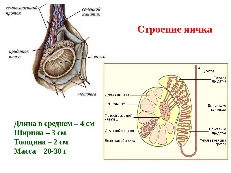 Семенной канатик анатомия. Мужская половая система анатомия строение яичек. Строение семенника анатомия. Придаток яичка анатомия строение. Придаток яичка анатомия внешнее строение.