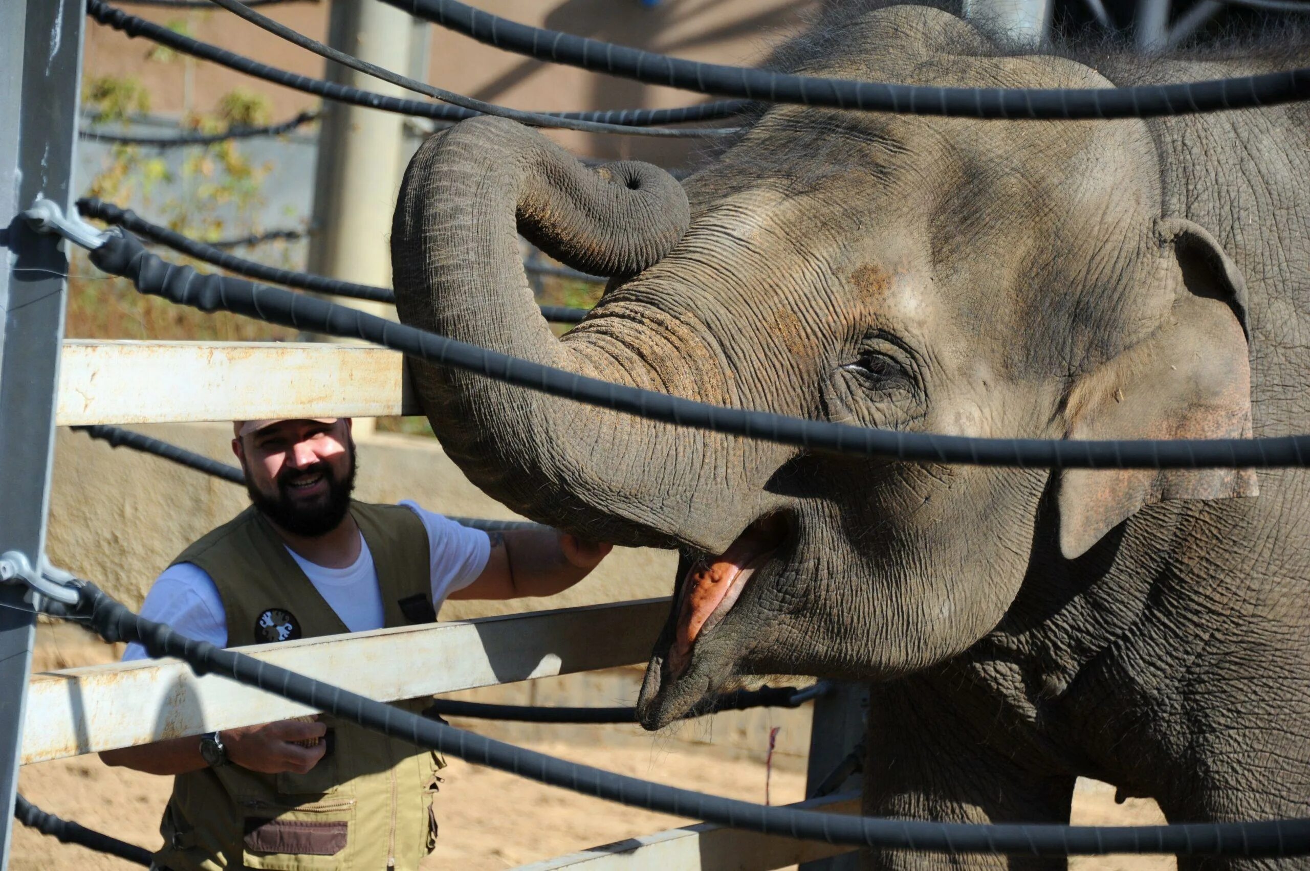 Африканские слоны в московском зоопарке. Слоник в зоопарке. Слоны в зоопарке. Слону в зоопарке дают. Слон в зоопарке.