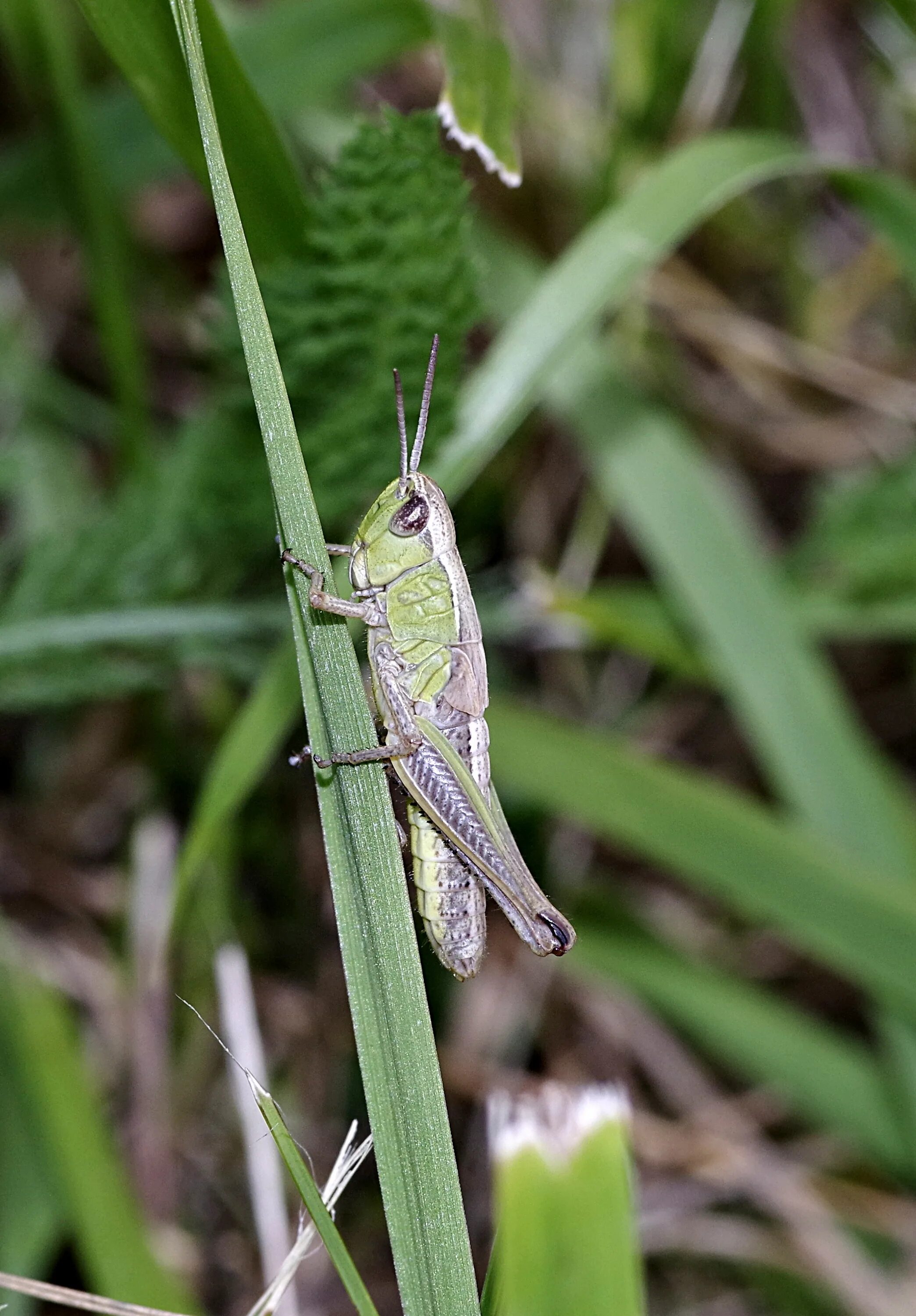 Tettigonia viridissima. Кузнечик тетигония зеленый. Кузнечик Луговой. Кузнечик листокрылый.