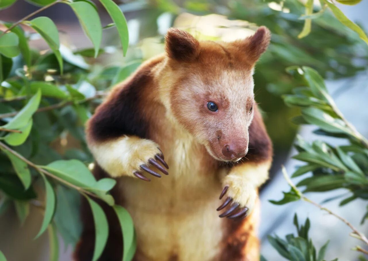 Кенгуру древесный медвежий. Tree kangaroo. Tree kangaroo. Древесный кенгуру валлаб. Горный кенгуру дориа.