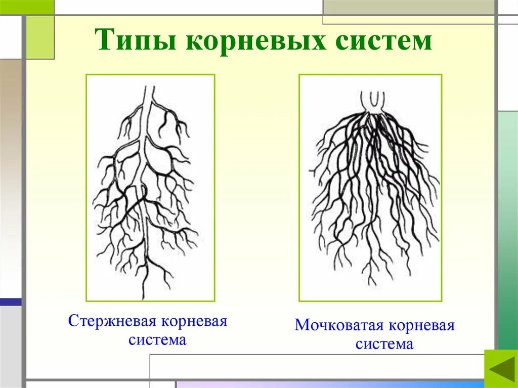 Что относится к корневым. Типы корневых систем стержневая и мочковатая. Типы корневых систем рисунок. Корневая система стержневого типа.